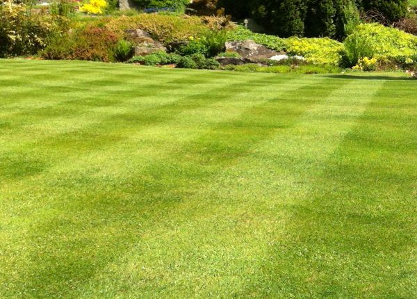 Cost of Commercial Grass Cutting in Kent