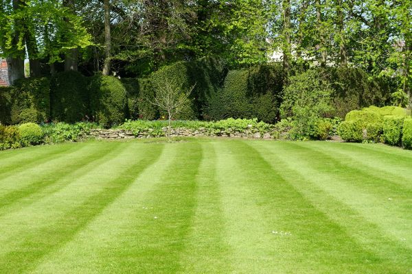 Cost of Grass Care Service in Kent