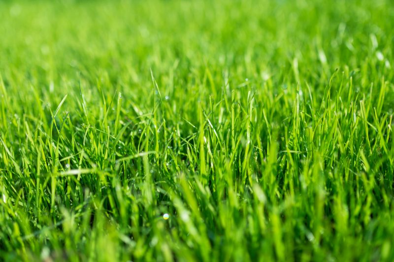 Lawn After Mowing